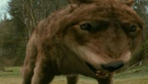 Create meme: dog, Jacob is a wolf