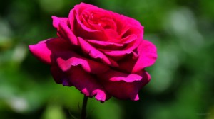 Создать мем: роза чайно гибридная виен роуз, самая пышная роза, роза малиновая роуз