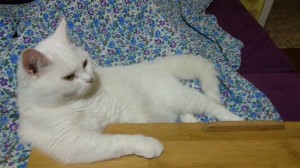 Create meme: seals white, a fluffy white cat, Turkish van