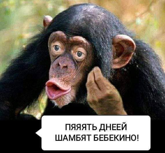 Create meme: male chimpanzees, monkey with lips, chimpanzees are funny