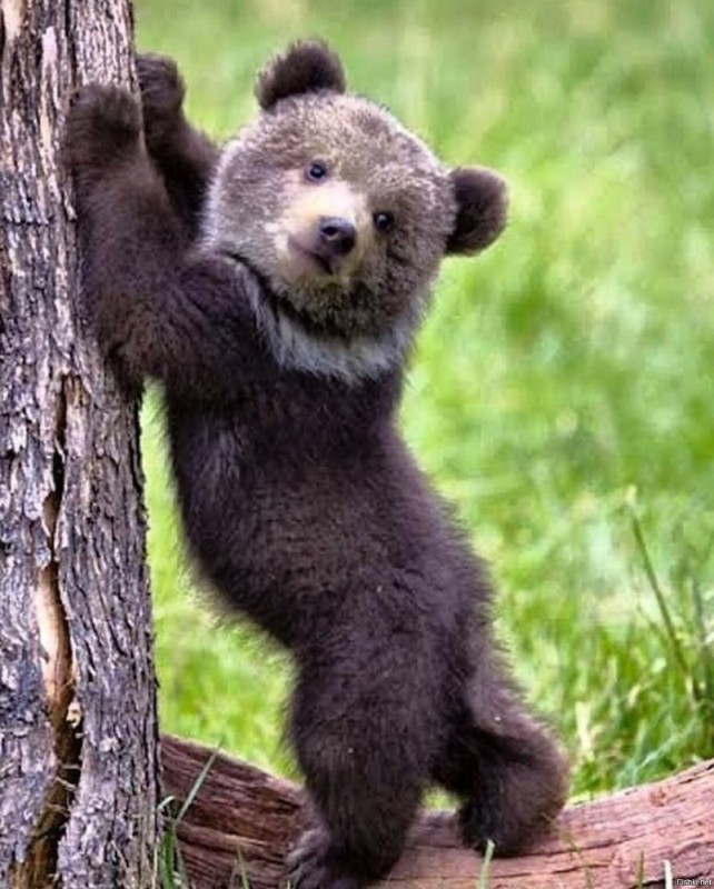 Create meme: Bruin bear in the forest, bear bear, the bear is small