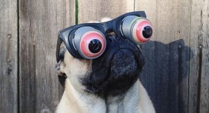 Create meme: funny dog, funny pictures pugs to tears, pug in glasses