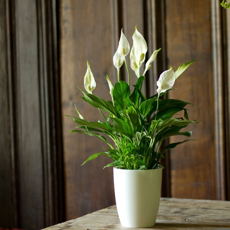 Create meme: spatifillum, spathiphyllum flower, spathiphyllum chopin