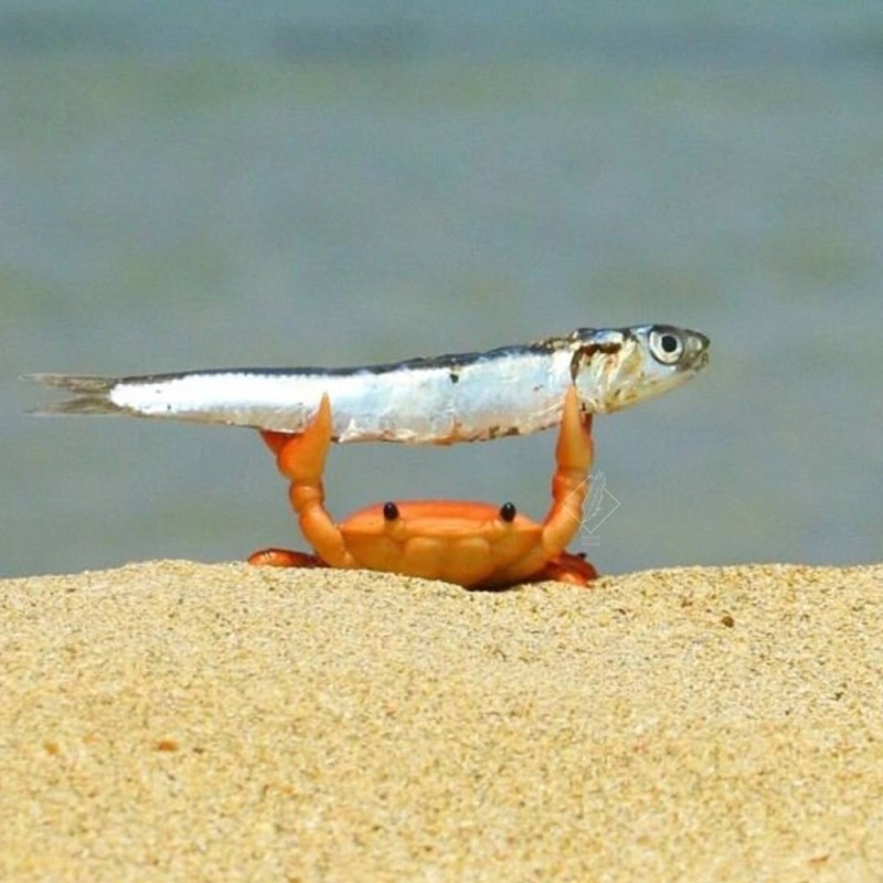 Create meme: a tiny crab grabbed an anchovy, crab with fish meme, crab with anchovy meme