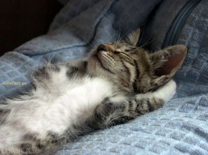 Create meme: kitten sleeps on his back, kitten sleeping, cat