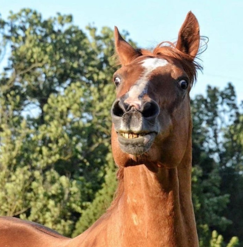 Создать мем: улыбающийся конь, смешная лошадь, лошадь гнедая