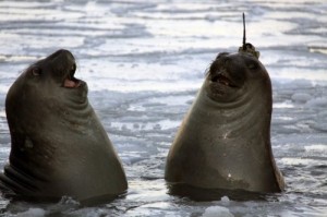 Создать мем: seal of approval, elephant seal, Тюлени смеются