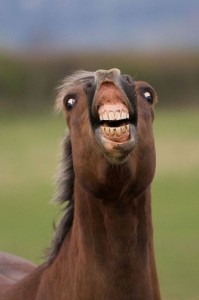 Create meme: horse, horse face, horse funny