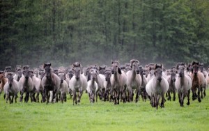 Создать мем: беременная лошадь, sheep, herd