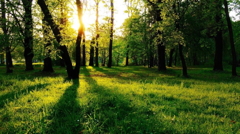 Create meme: background park, summer forest, sunny glade in the forest