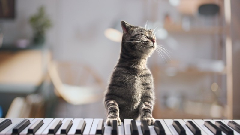 Create meme: cat piano, piano keys, cat playing piano meme