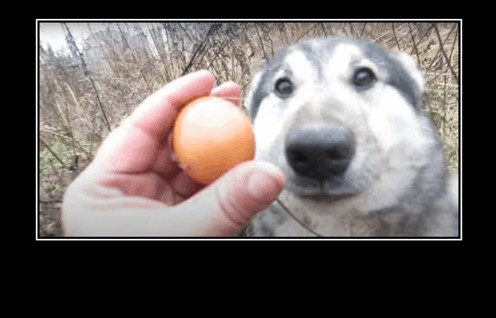 Создать мем: мем я яичко с собакой, яйца хаски, собака яйцо мем
