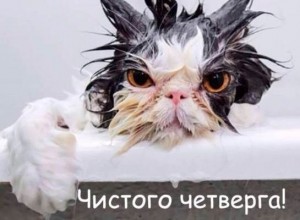 Create meme: wet cat