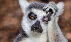 Create meme: lemur, sleepy lemur, sebagainya lemur