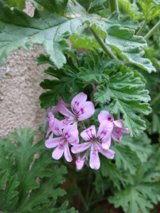 Create meme: pelargonium graveolens, geranium elnaryds alizia, therapeutic geranium scented