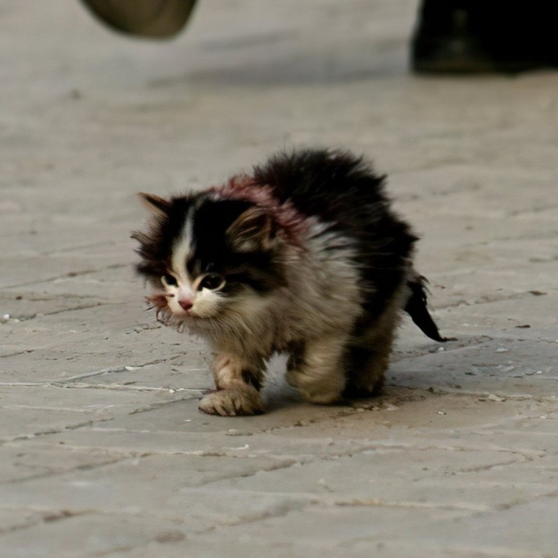 Create meme: homeless cat , I will definitely survive kitten meme, I will survive the kitten