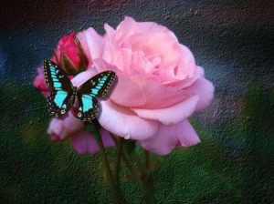 Create meme: I remember the butterflies in the flowers, the picture rose and butterfly, butterfly on a pink flower