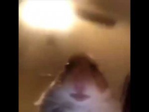 Create meme: a scared hamster meme, the hamster looks at the camera meme 2019, the hamster in the chamber