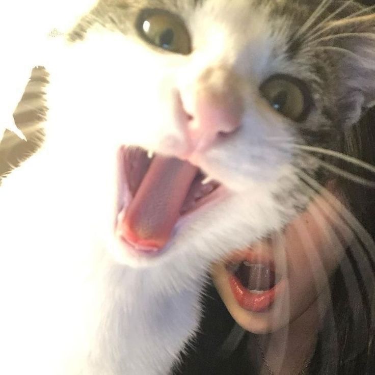 Создать мем: cat, зевающий кот, орущий кот