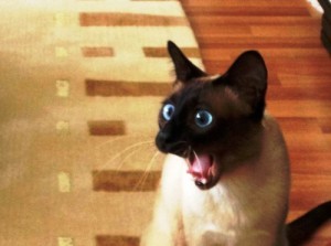 Создать мем: сиамский кот, сиамская кошка злая, удивленный сиамский кот