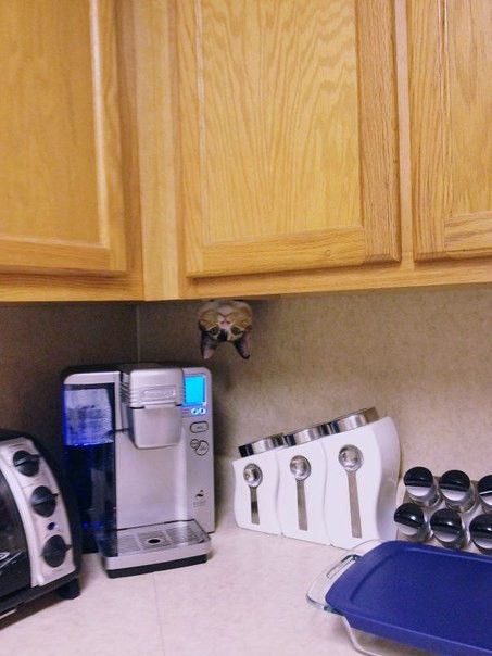 Создать мем: кофемашина в интерьере кухни, домашний кот, квартиры