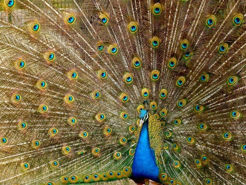 Create meme: peacock bird, an ordinary male peacock, golden peacock bird