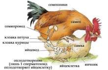 Создать мем: внутренние органы курицы, физиология курицы, клоака курицы