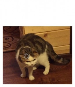 Create meme: cat download, Koshak, cats