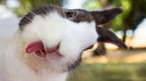 Создать мем: хитрый кролик, удивленный кролик, прикольный кролик