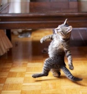 Создать мем: meow cat, cat walk соленая вода, cool cat