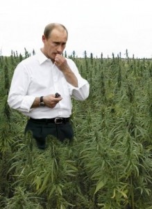 Create meme: Bush cannabis, plant hemp, hemp field