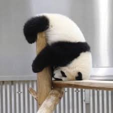 Создать мем: гигантская панда, панда панда, сонная панда
