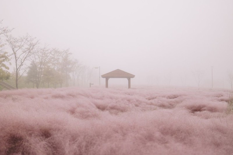 Создать мем: туман в апреле, южная корея природа, розовое поле