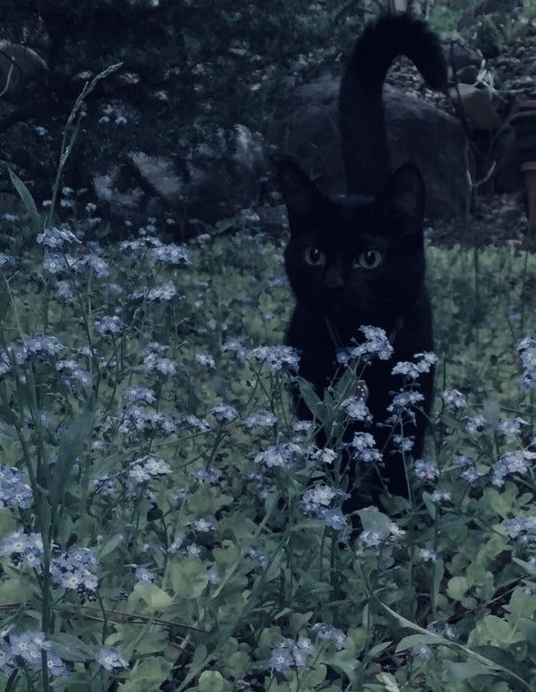 Создать мем: милые котики черные, котики черные, black cat
