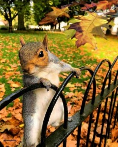 Create meme: house pet,, animals, good morning squirrel pictures