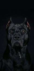 Create meme: pictures black pit bull Karon, pit bull dog, picture for desktop dark pit bull