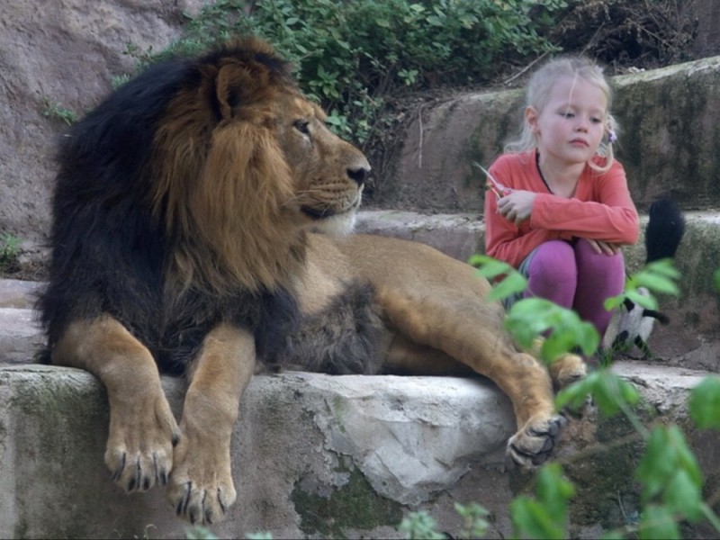 Создать мем: матерый лев, лев в зоопарке для детей, лев в зоопарке
