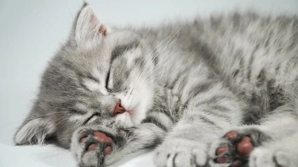 Создать мем: котик сонный, спящий котик, милый спящий котик