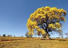 Create meme: yellow tree, tree , mimosa tree