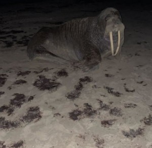 Создать мем: морж хвост, атлантический морж, тихоокеанский морж (odobenus rosmarus divergens)