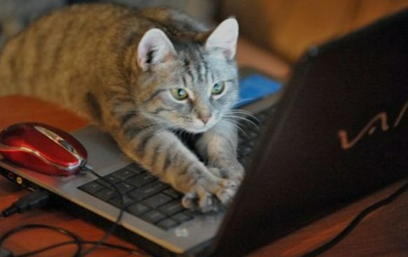 Create meme: murka the cat, the cat is behind the computer, cat 