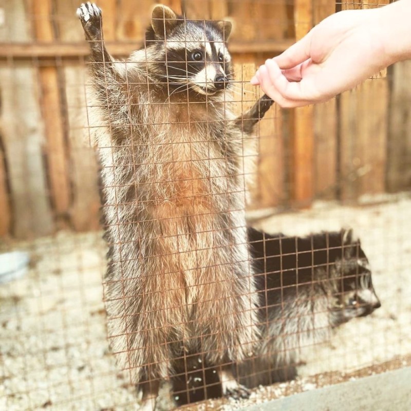 Create meme: raccoon , petting zoo hugs ufa ultra, cat 