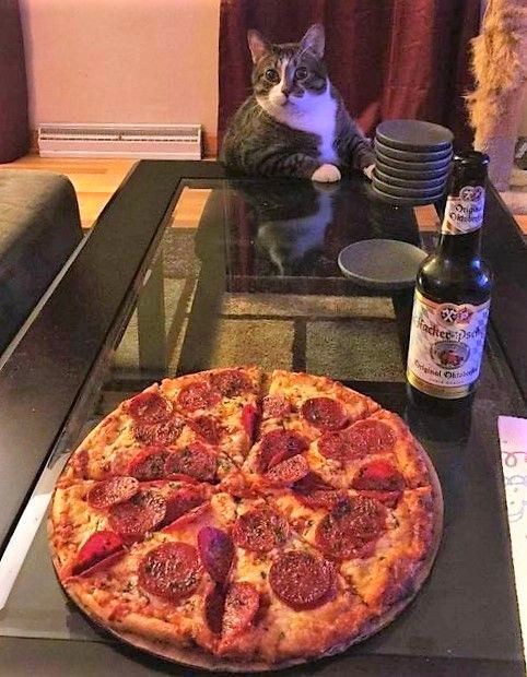 Create meme: pizza , pizza pizza, pizza cat 