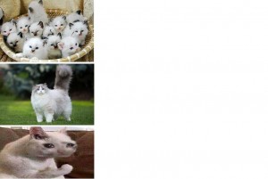 Create meme: fluffy, Spitz puppy, animals
