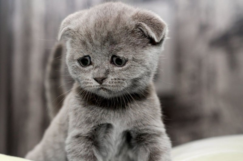 Создать мем: грустный котенок, шотландская вислоухая кошка, котик грустный