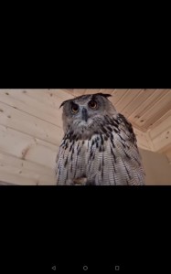 Create meme: owl owl, owl