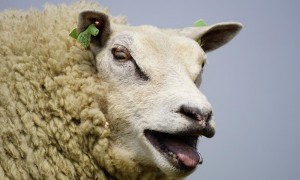 Create meme: sheep, sheep