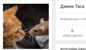 Создать мем: крыса и рыжий кот фото, кошка, кошки и мышки смешные фото