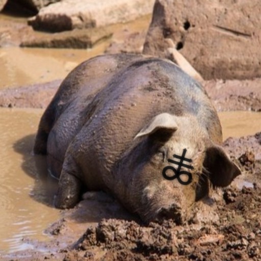 Create meme: swine fever, pig in a puddle, Vietnamese pot-bellied pig
