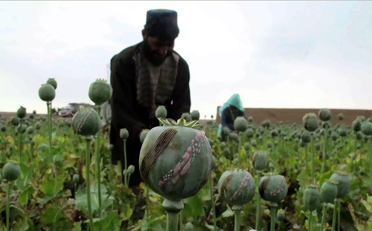 Create meme: opium, opium poppy, opium poppy fields afghanistan